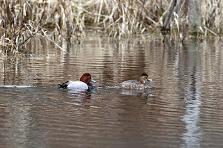 canvasback ˮݷ.