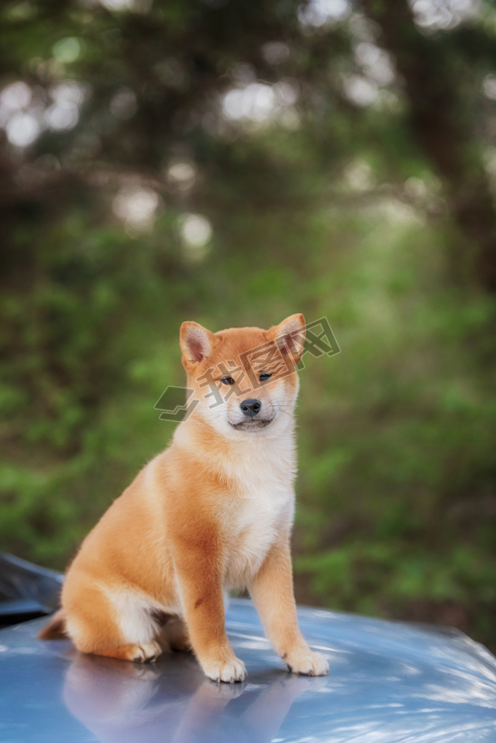  shiba inu ڳ