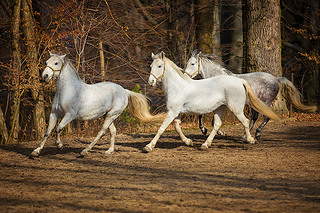 lipizzan 