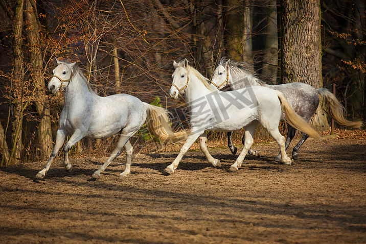 lipizzan 