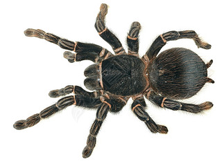  lasiodora parahybana