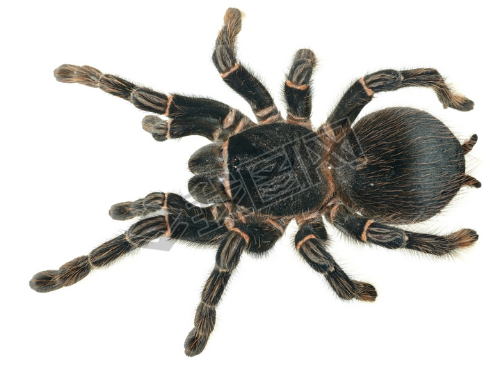  lasiodora parahybana