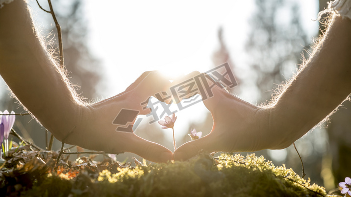 Hands Forming Heart Shape Around Small Flower