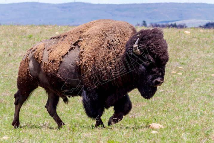 The Iconic Wild Western Symbol - the American Bison (or Buffalo) on the Range in Oklahoma.