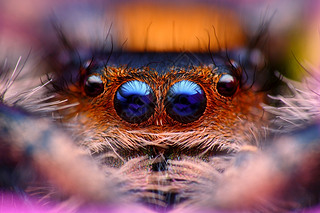 Ծ֩ phidippus ͷ