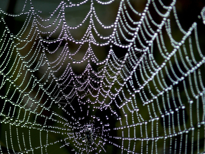 Web.