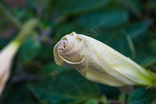 ħС, ޻, Moonflower, ޽, ʹС, ƻڻ԰, ر.