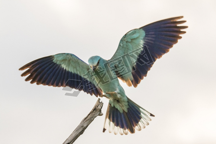 Coracias garrulus