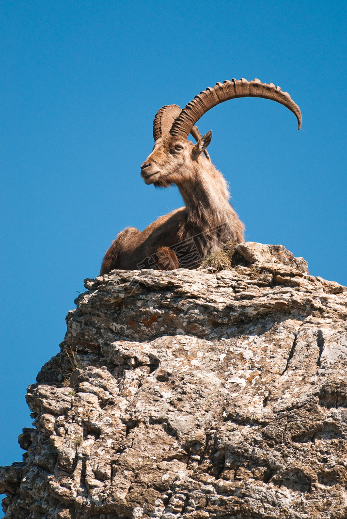 ɽIbex