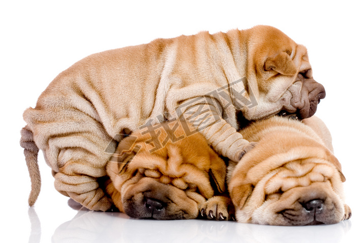  shar pei 