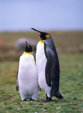 ֳصĻʵ pinguins