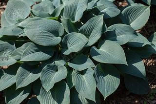 Siebold's hosta (Hosta sieboldiana).