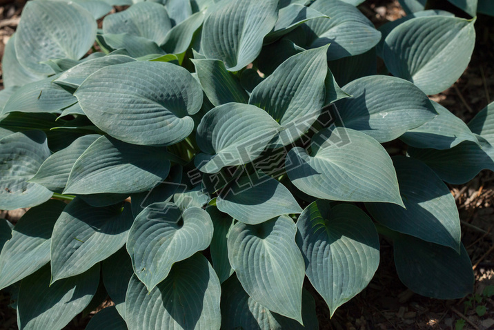 Siebold's hosta (Hosta sieboldiana). 