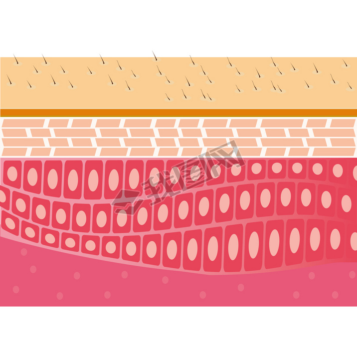 Skin cross-section anatomy illustration