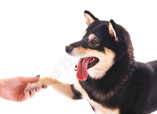 Siba inu dog givind the paw to a woman isolated on white