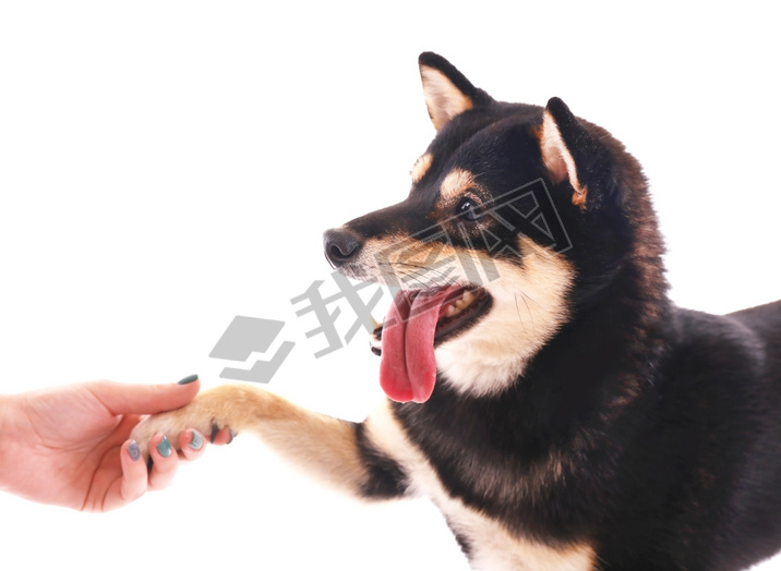 Siba inu dog givind the paw to a woman isolated on white