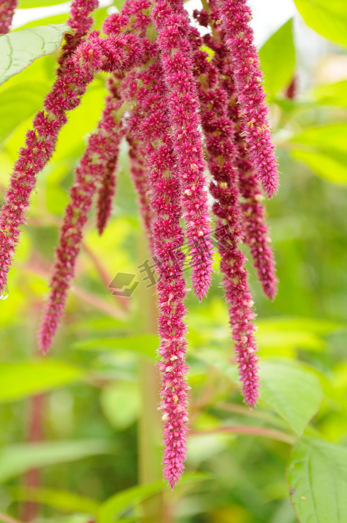 Ȳ (Love-Lies-Bleeding) ڻ