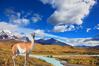 Lama standing on autumn yellowed grass