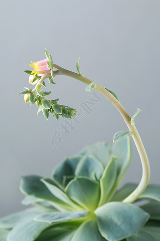 ʵ (echeveria) 