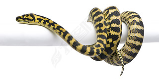 Ī spilota ɽ python1 ꣬ڰɫǰ