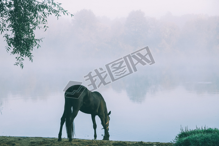 beautiful black horse grazing on green pasture in Altai, Russia 