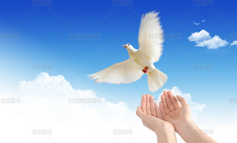 飞吧鸽子专题模板