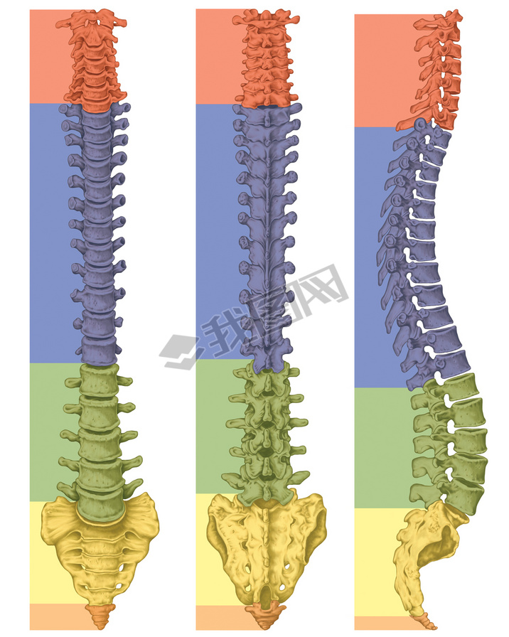 Anatomy of human bony system, human skeletal system, the skeleton, spine, columna vertebralis, verte