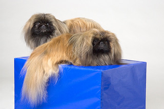 Pekinese