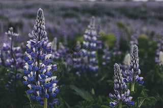 ɫ lupines ѡԾ۽