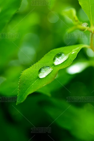 ������ɫ����Ҷ��֦