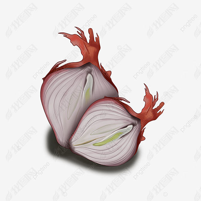 onion clipart ͼ