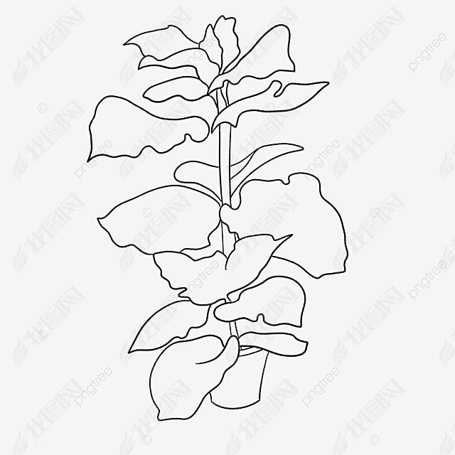 Ҷplant clipart black and white