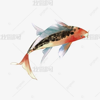 日本风格水彩红黑锦鲤下载-编号27902193-其他-我图网