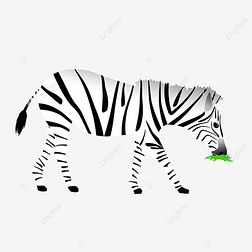 吃草的黑白条纹斑马