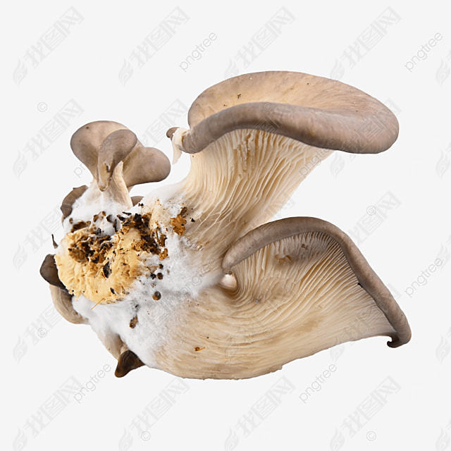 pleurotus ostreatus ϸ