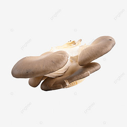 pleurotus ostreatus Ģ 