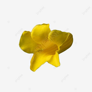 allamanda schottii ɫĻ