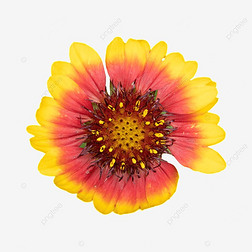 gaillardia pulchella ƻջӰ廭ֲ