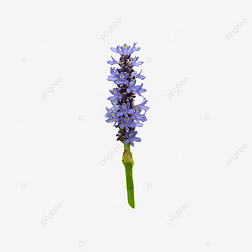 ɫĻ pontederia cordata  ֲ  Ӱͼ