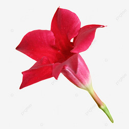 mandevilla ɫ仨ֲӰͼ