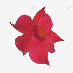 mandevilla ɫӰͼֲﻨ