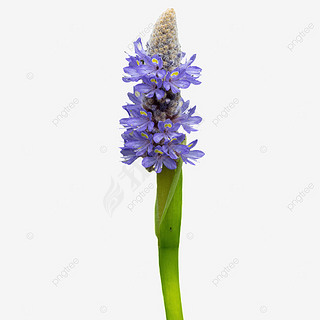 ɫĻ pontederia cordata ֲӰ ͼƬ ʻ 