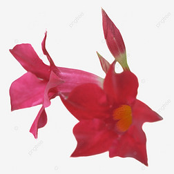 mandevilla 컨ֲӰͼ