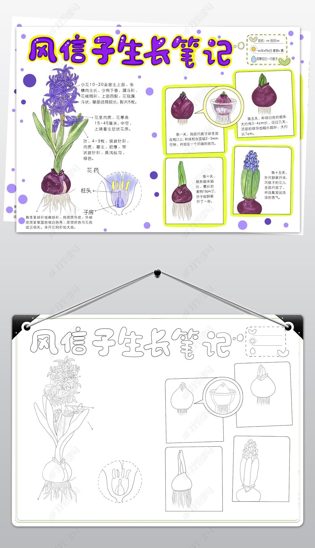 原创风信子观察日记手抄报