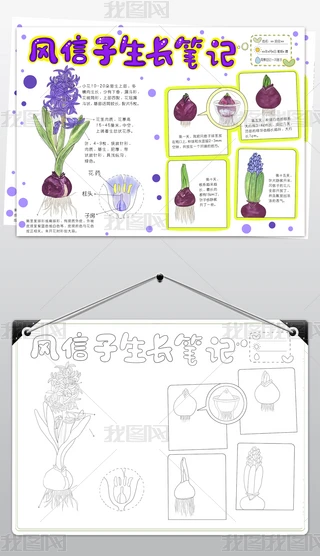 那个从花盆里钻出来的小家伙：向日葵观察手记