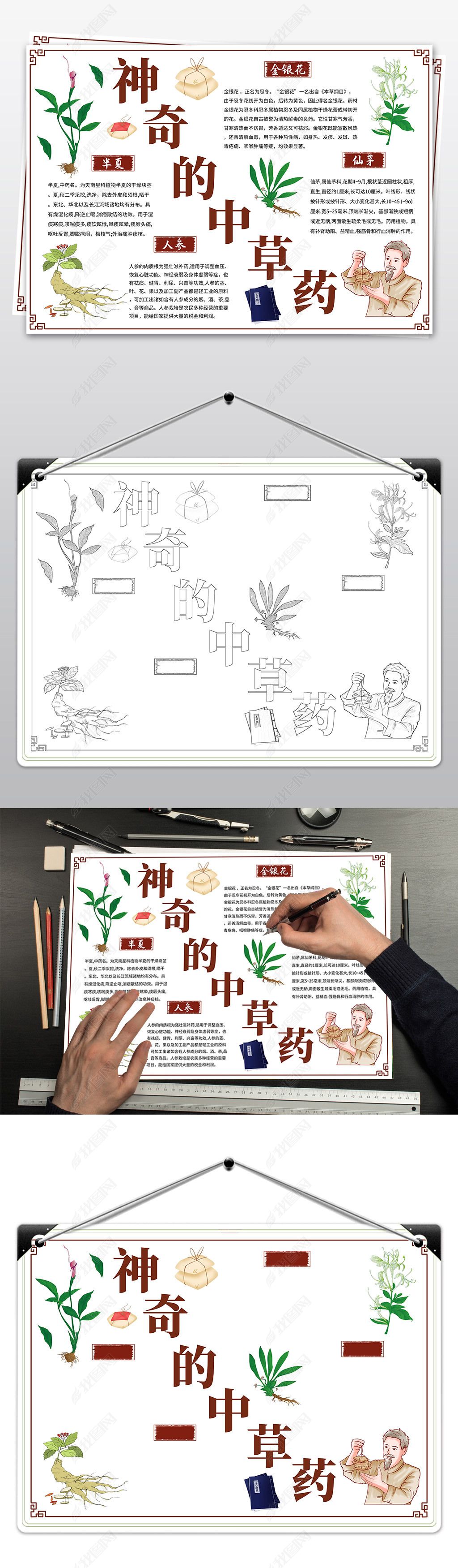 原创认识中草药小报神奇的中草药手抄报模板-版权可商用