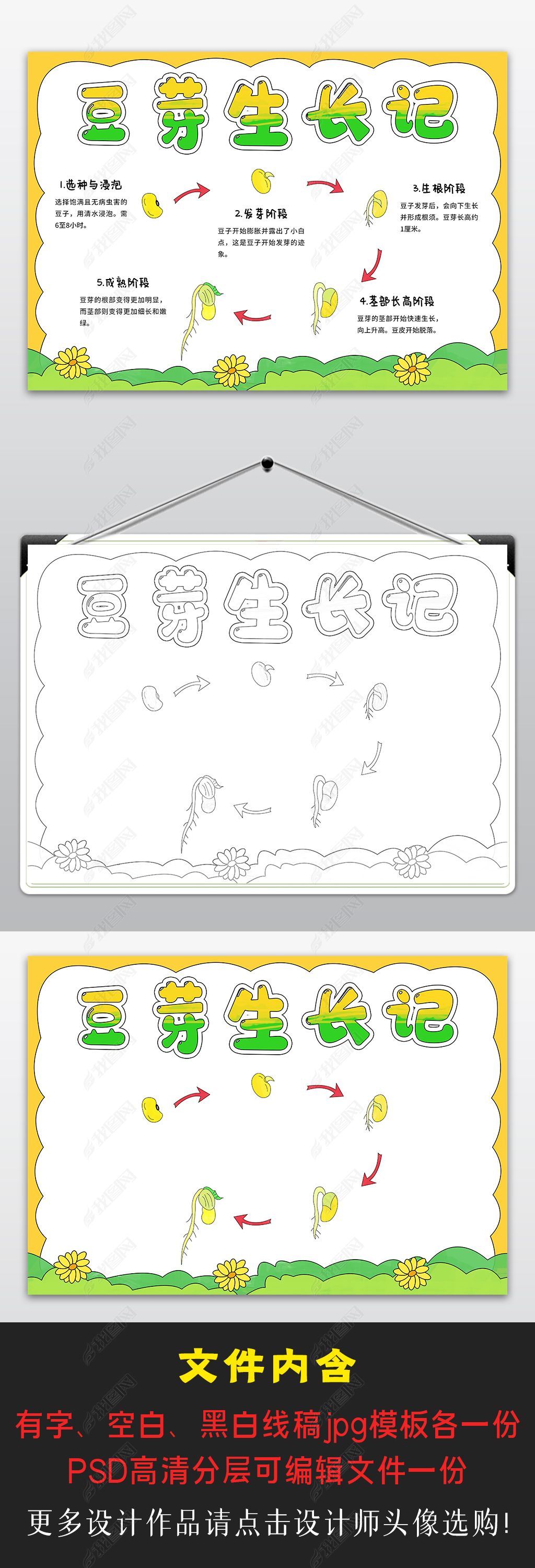 原创豆芽生长手抄报成长小报录植物小报生物手抄报模板
