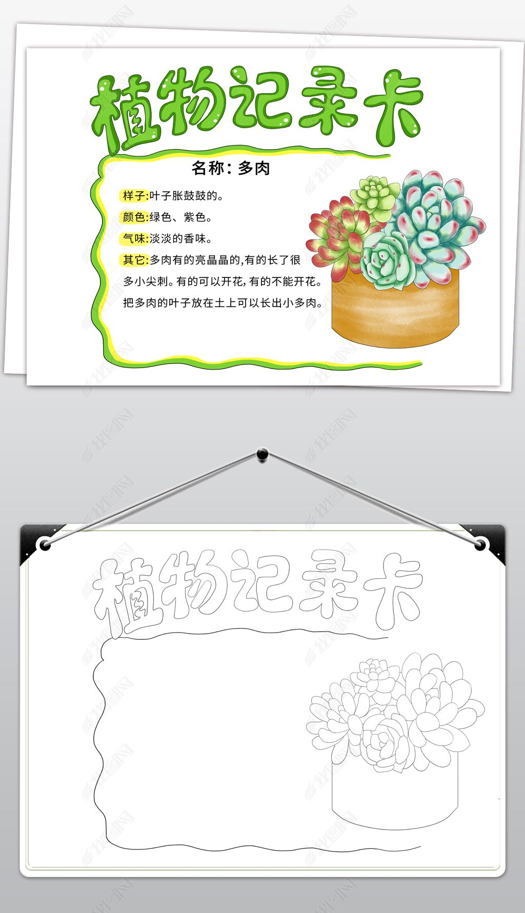 原创植物记录名片卡多肉生长观察自然笔记多肉手抄报线稿