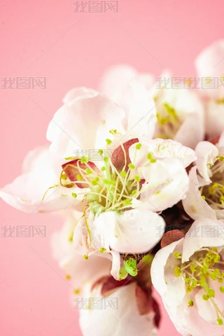 绽放的桃花花卉下载-编号26804831-自然风景-我图网