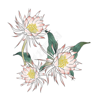 昙花素材